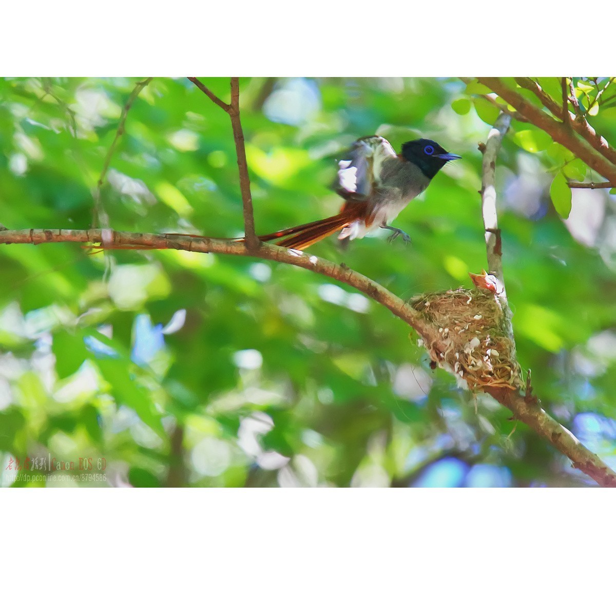 可怜的小绶带最后的影像