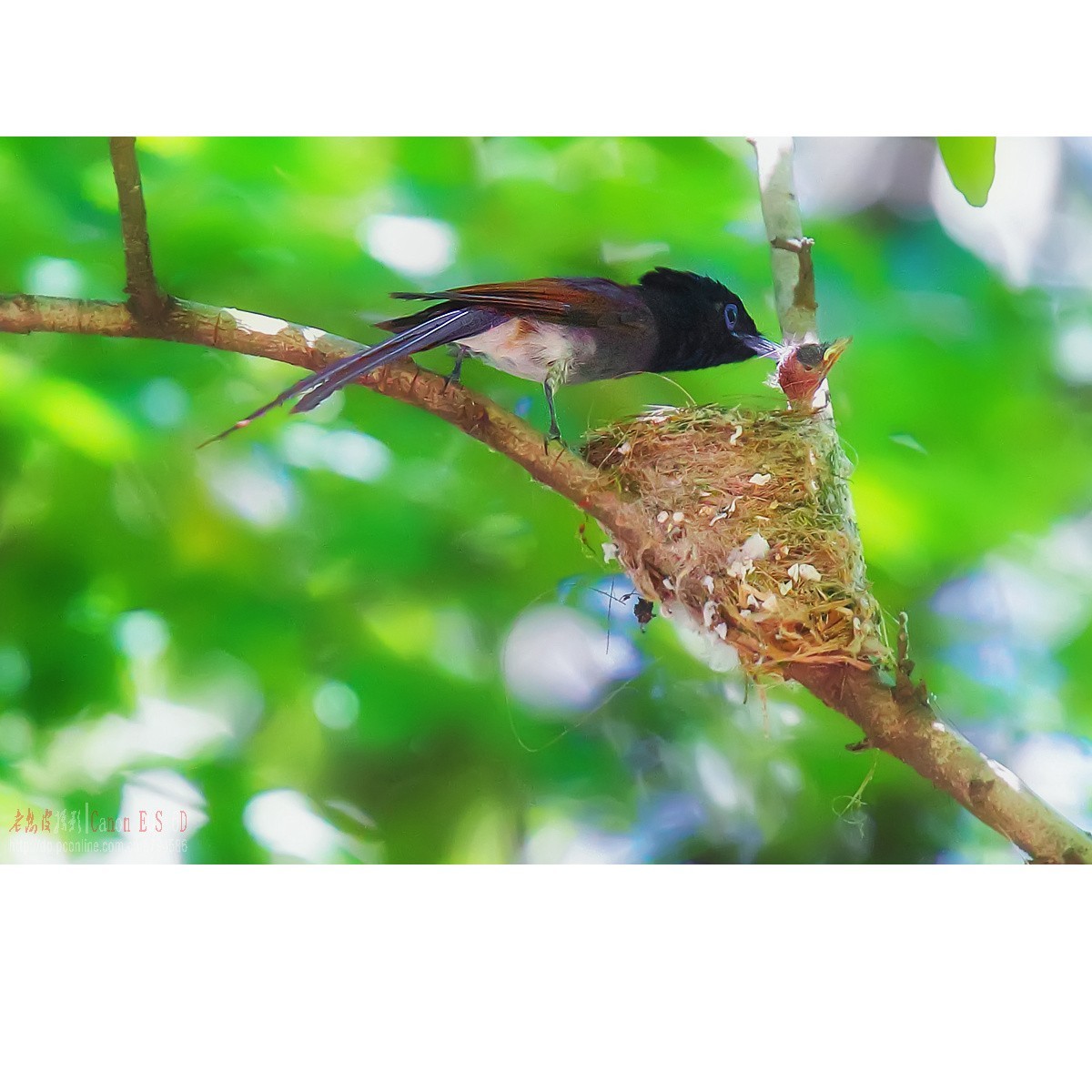 可怜的小绶带最后的影像