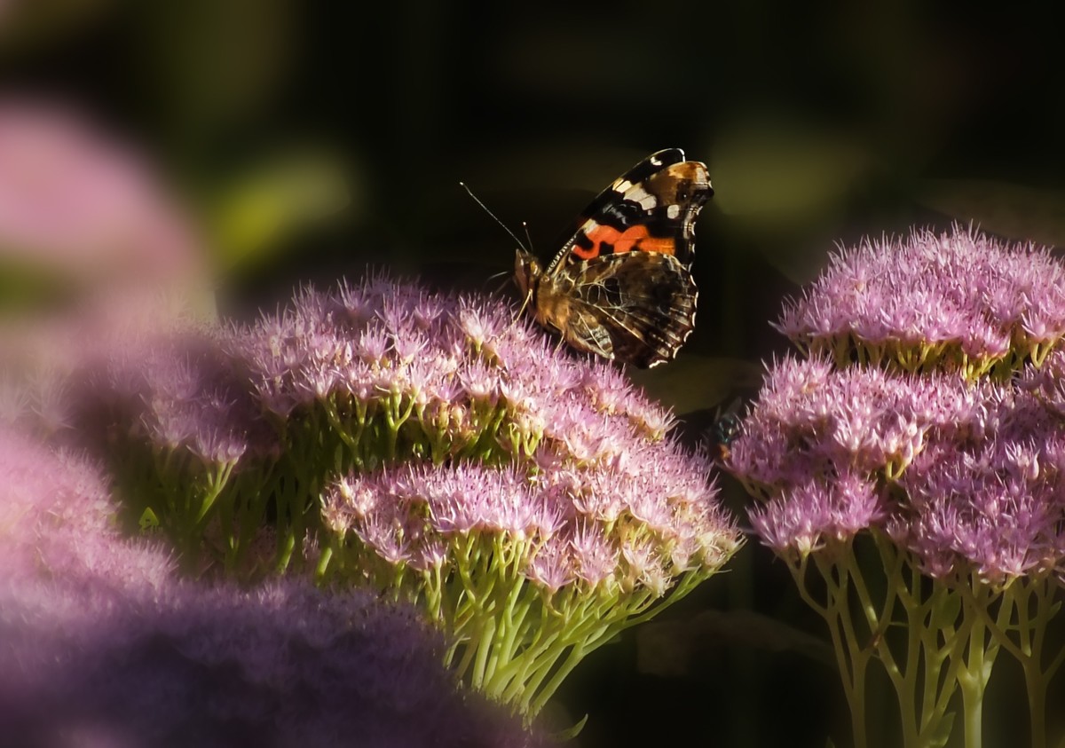 随拍（跳蛛与蝴蝶）