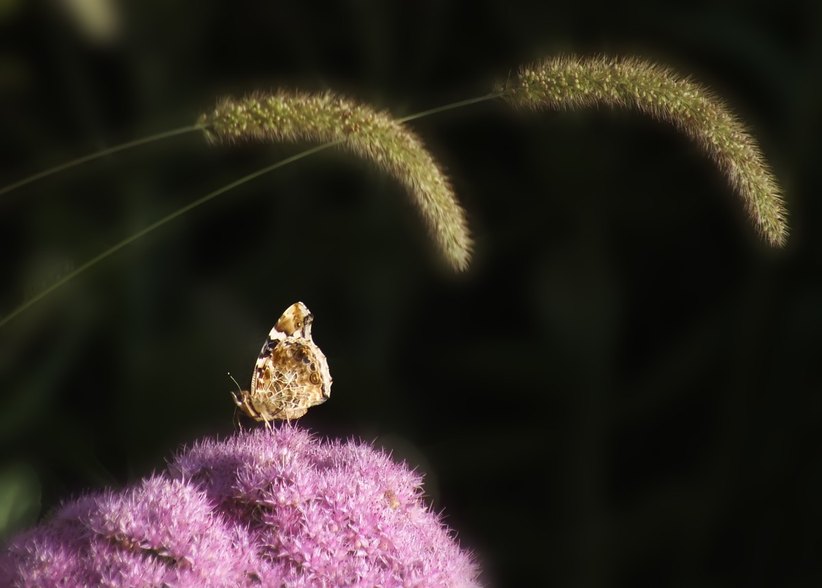 随拍（跳蛛与蝴蝶）