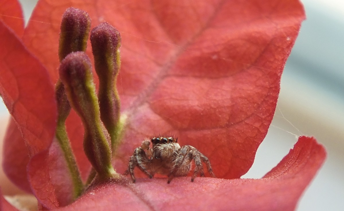 随拍（跳蛛与蝴蝶）
