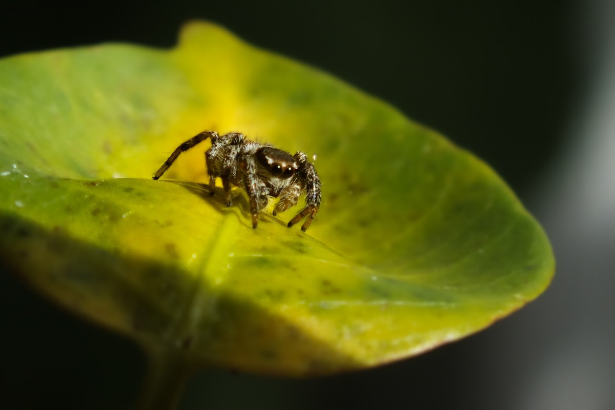 随拍（跳蛛与蝴蝶）