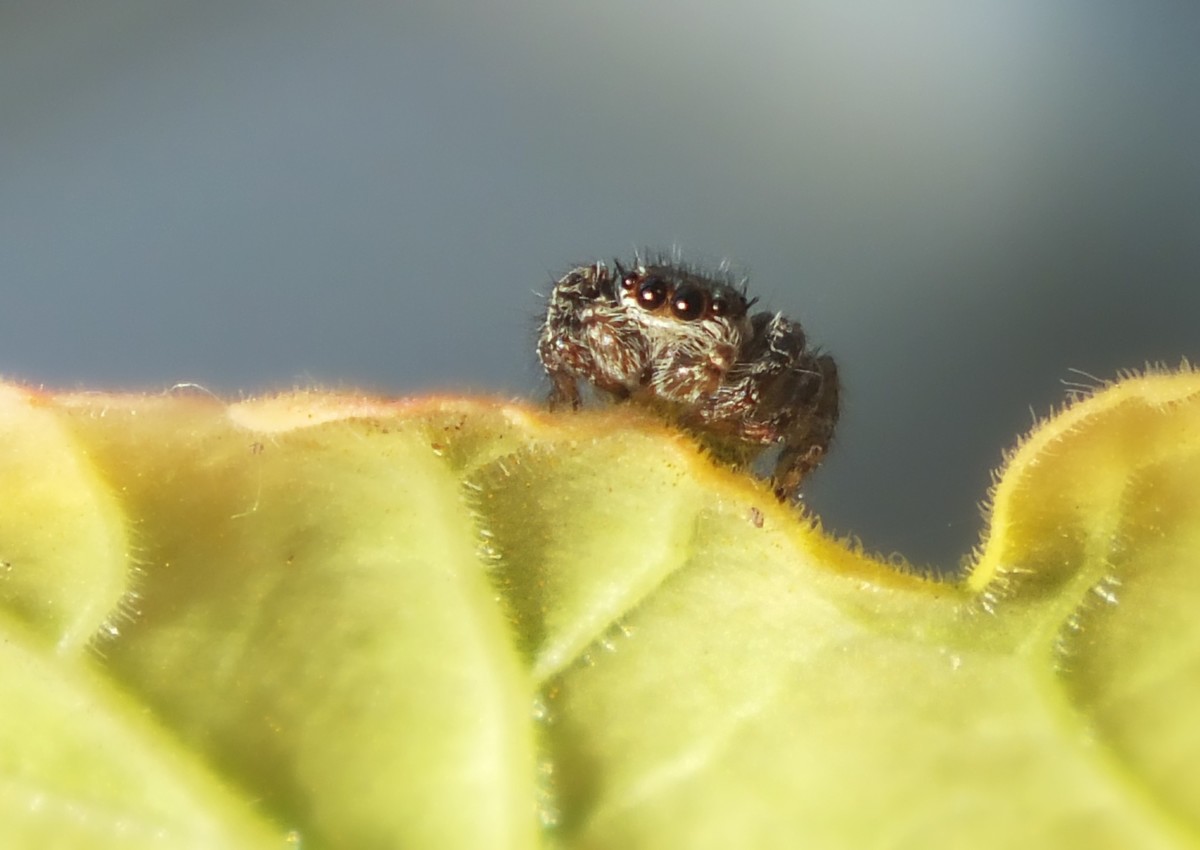 随拍（跳蛛与蝴蝶）