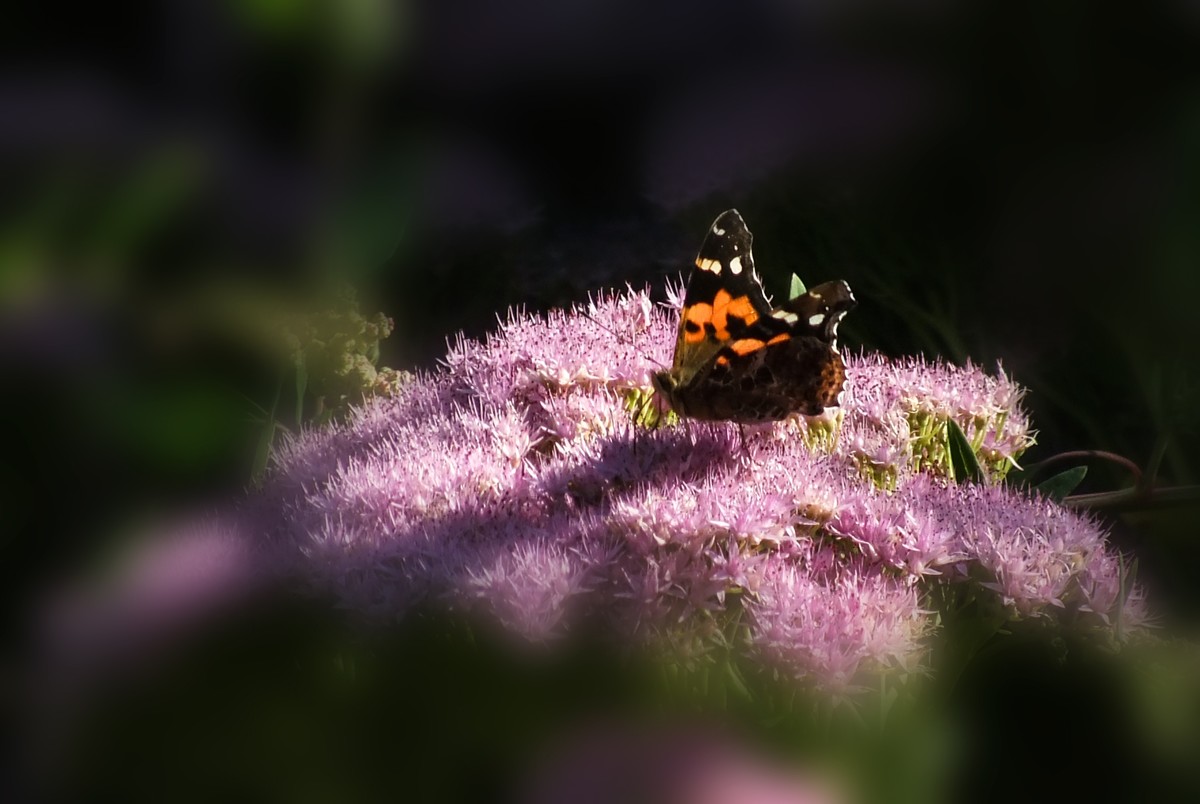 随拍（跳蛛与蝴蝶）