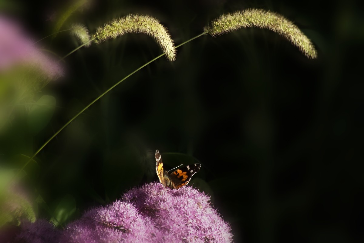 随拍（跳蛛与蝴蝶）