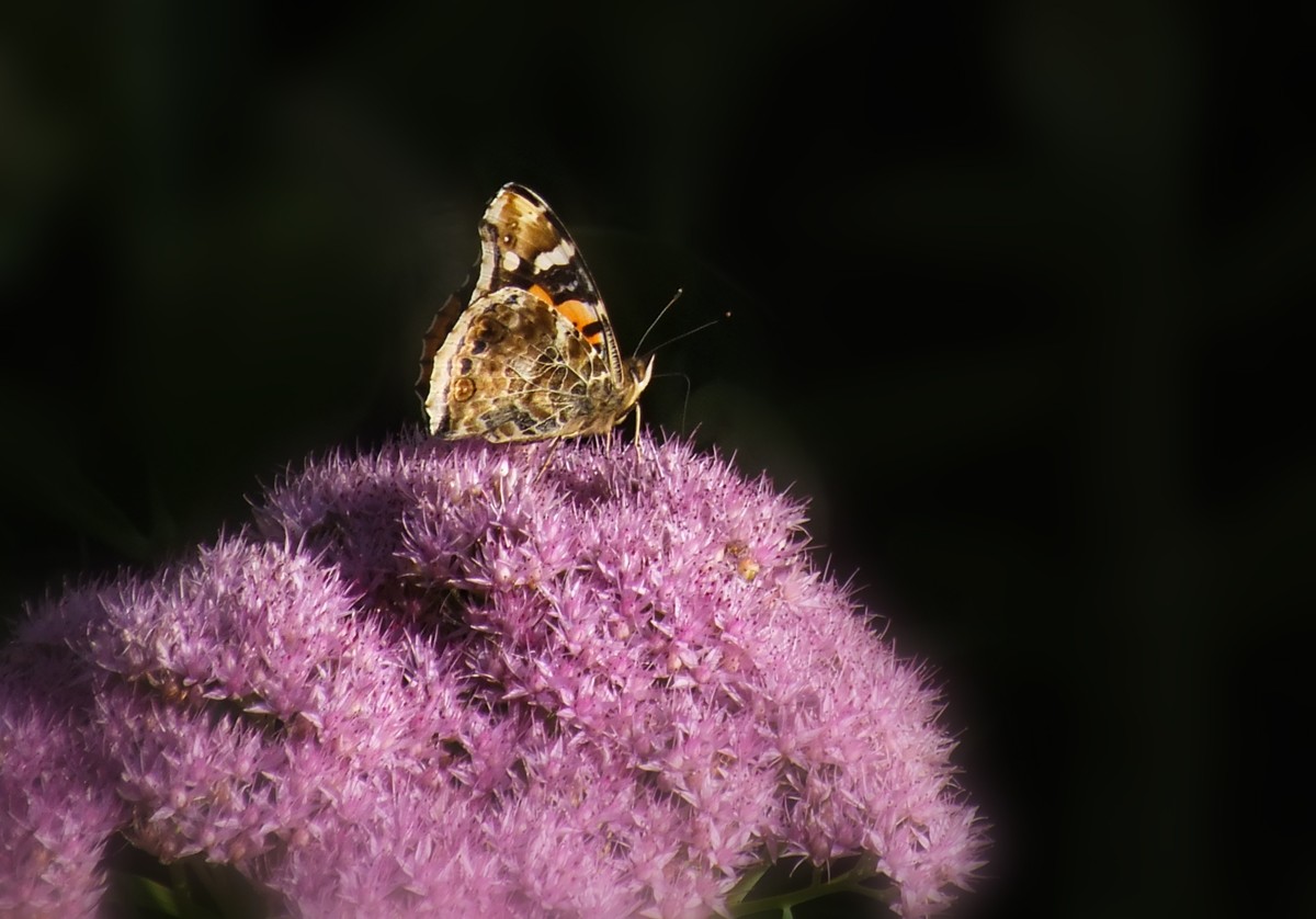 随拍（跳蛛与蝴蝶）