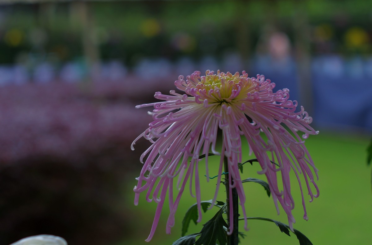 太苦玛标头拍菊展