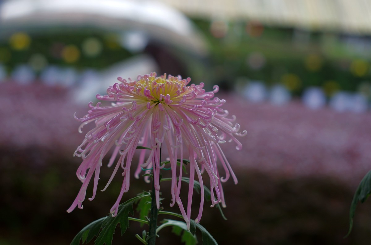 太苦玛标头拍菊展