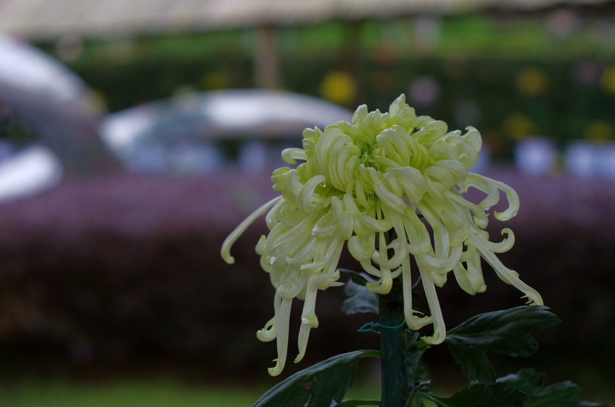 太苦玛标头拍菊展