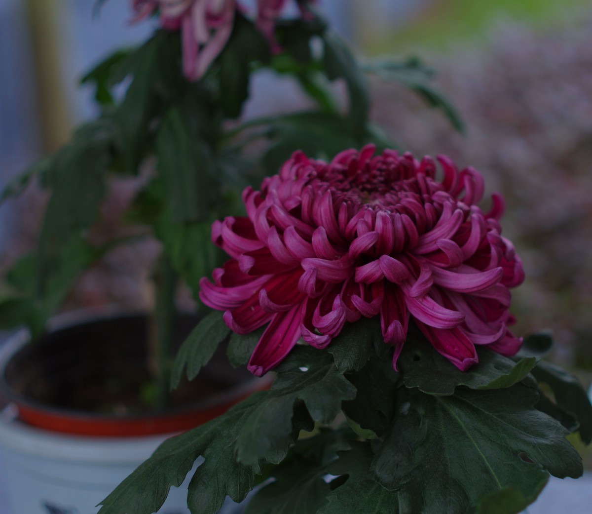 太苦玛标头拍菊展