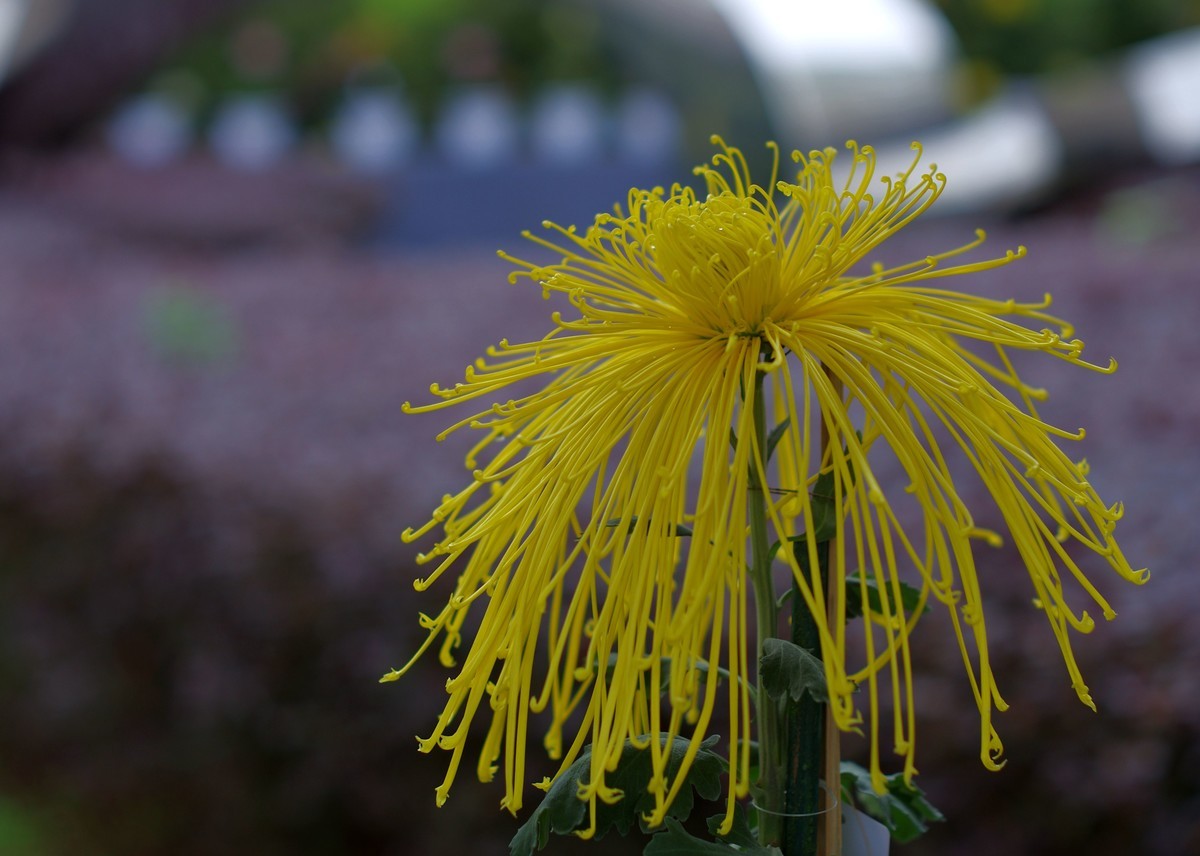 太苦玛标头拍菊展