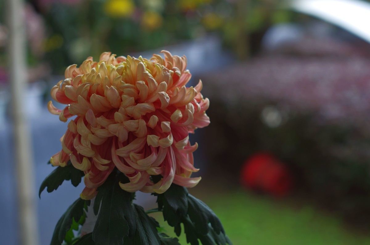 太苦玛标头拍菊展