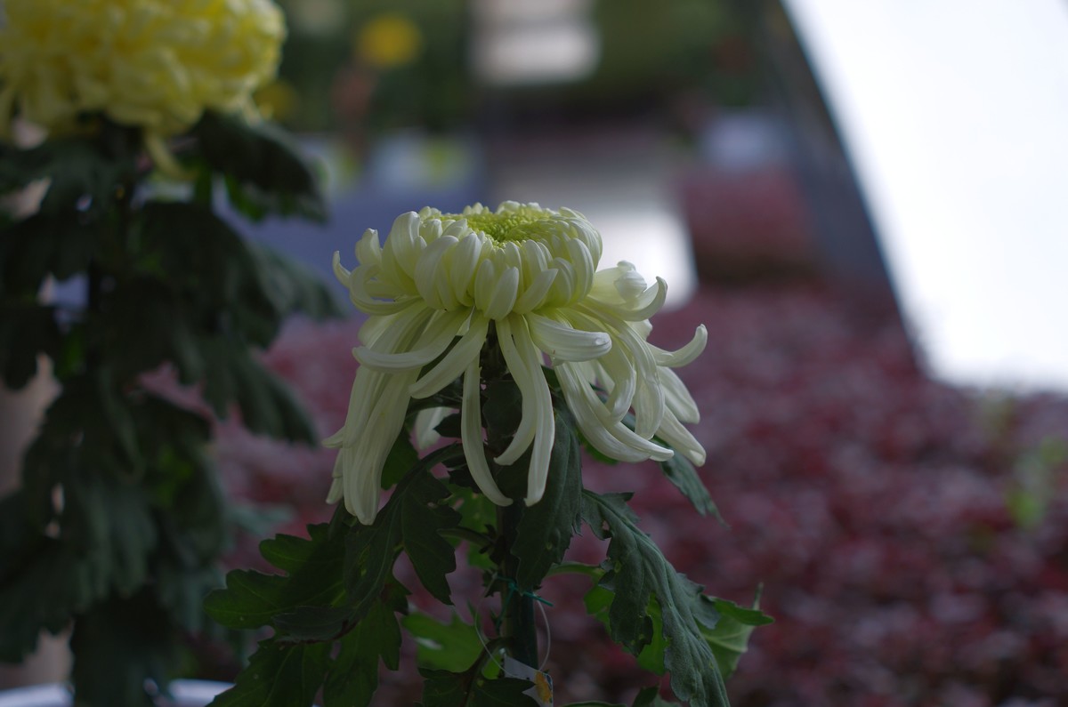 太苦玛标头拍菊展