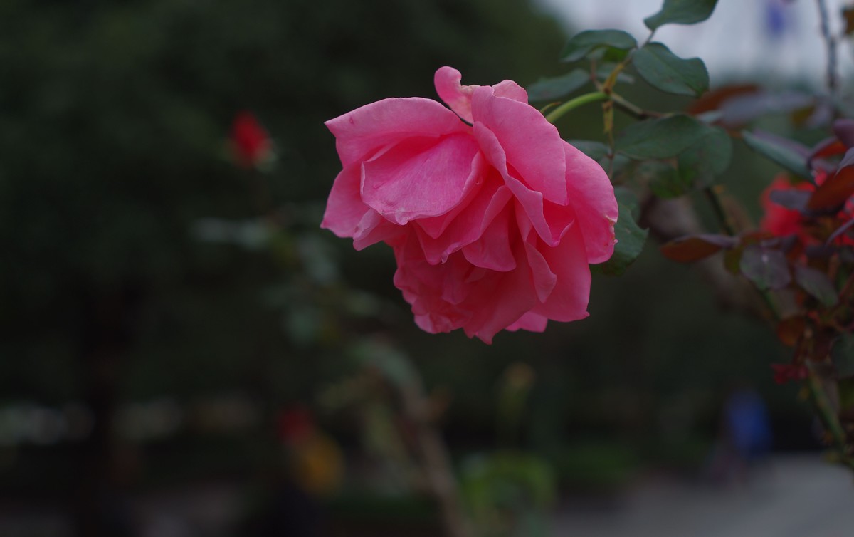 太苦玛标头拍菊展