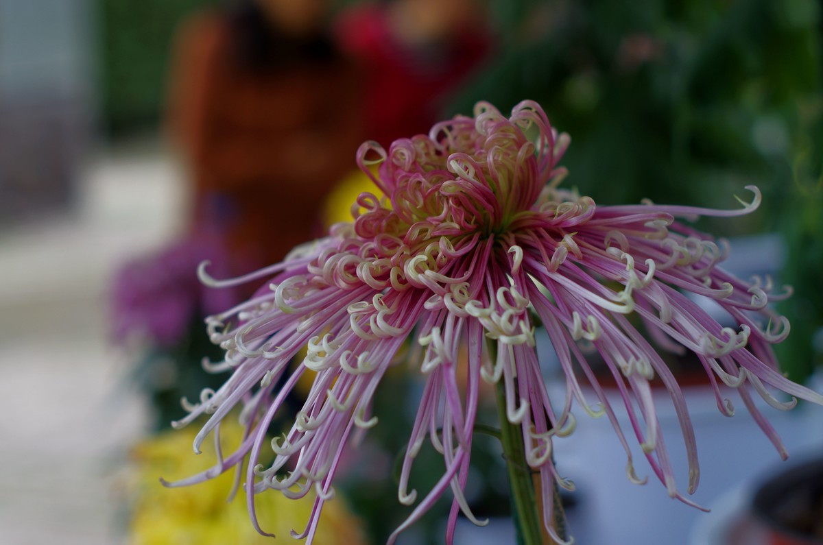 太苦玛标头拍菊展