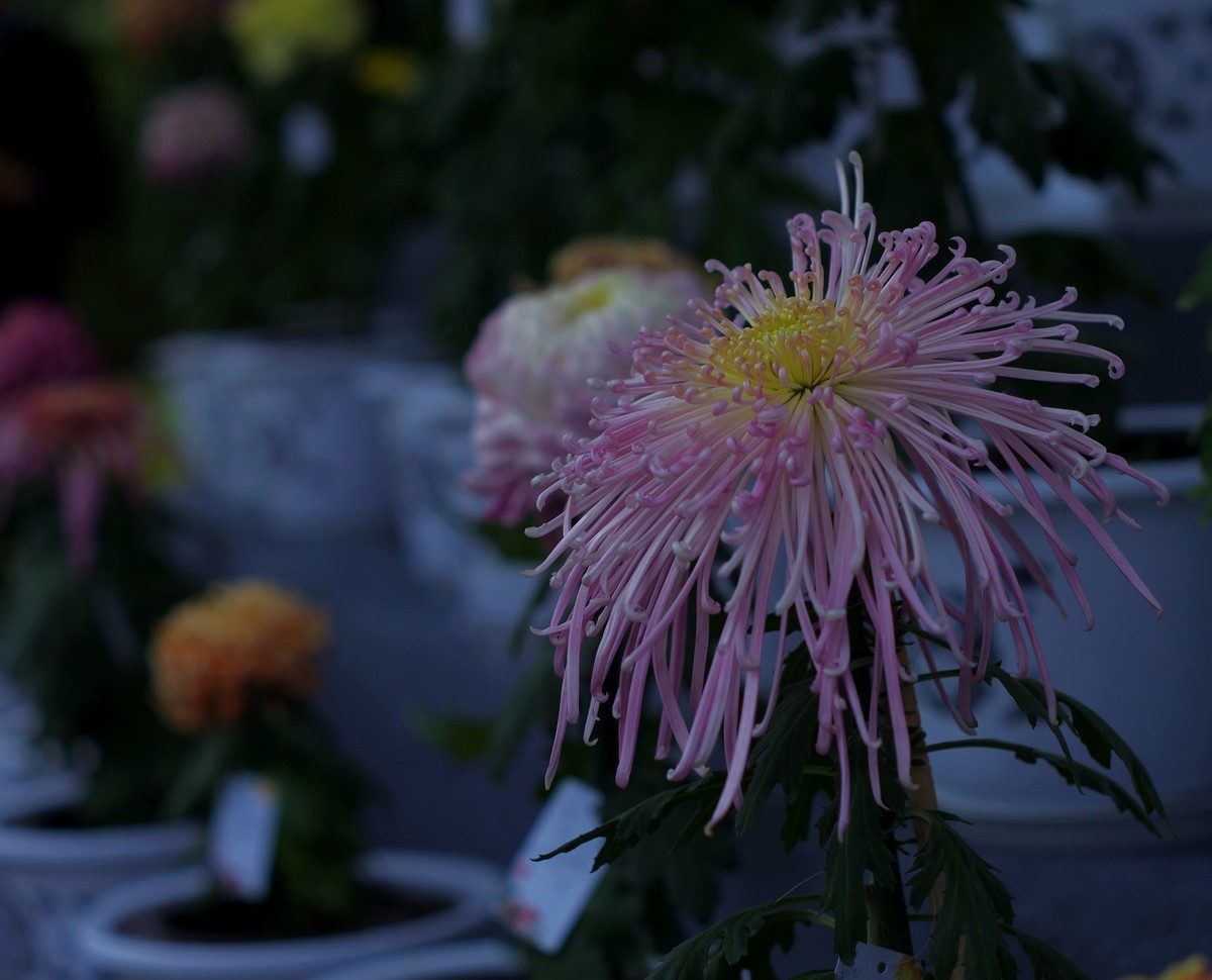 太苦玛标头拍菊展