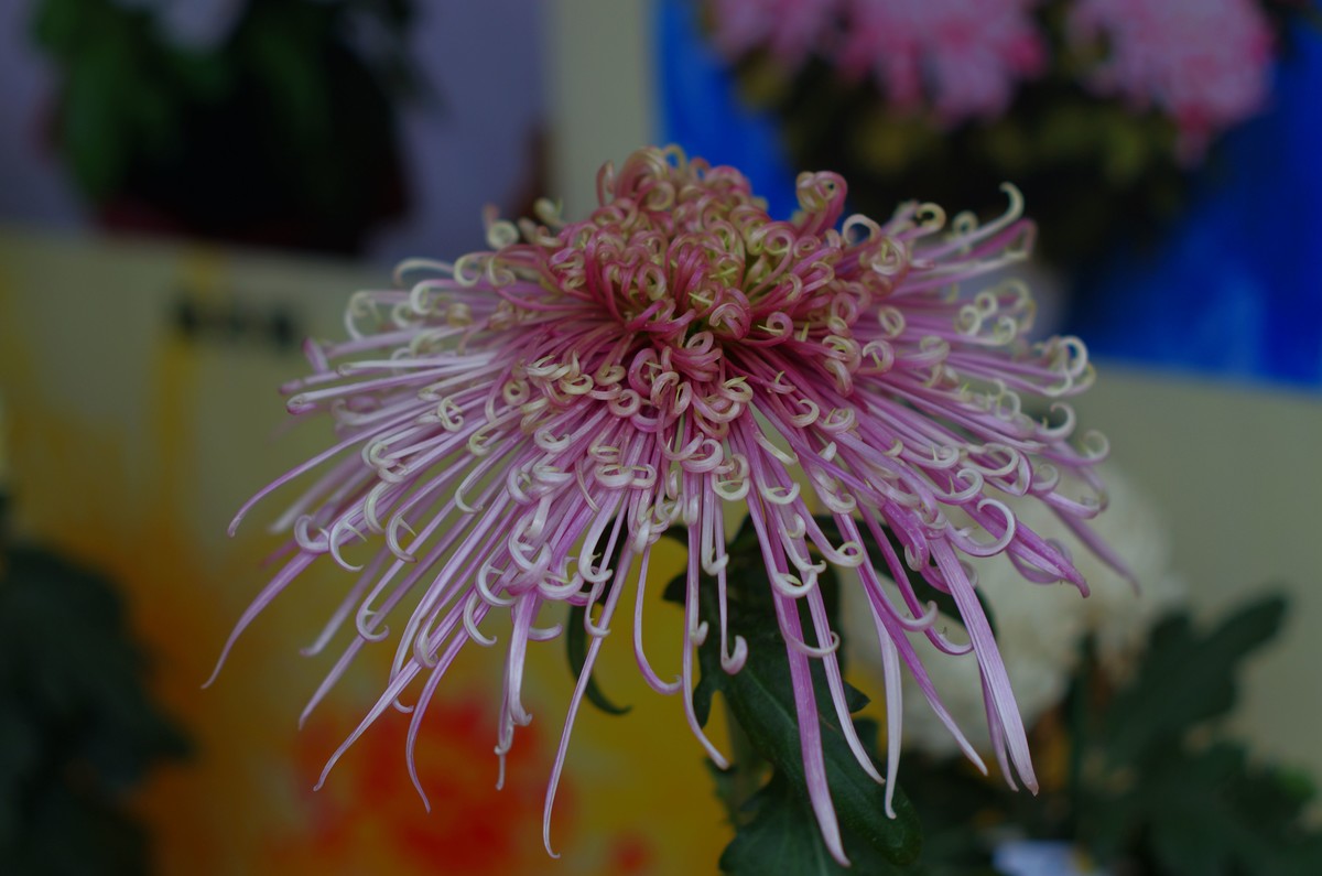 太苦玛标头拍菊展