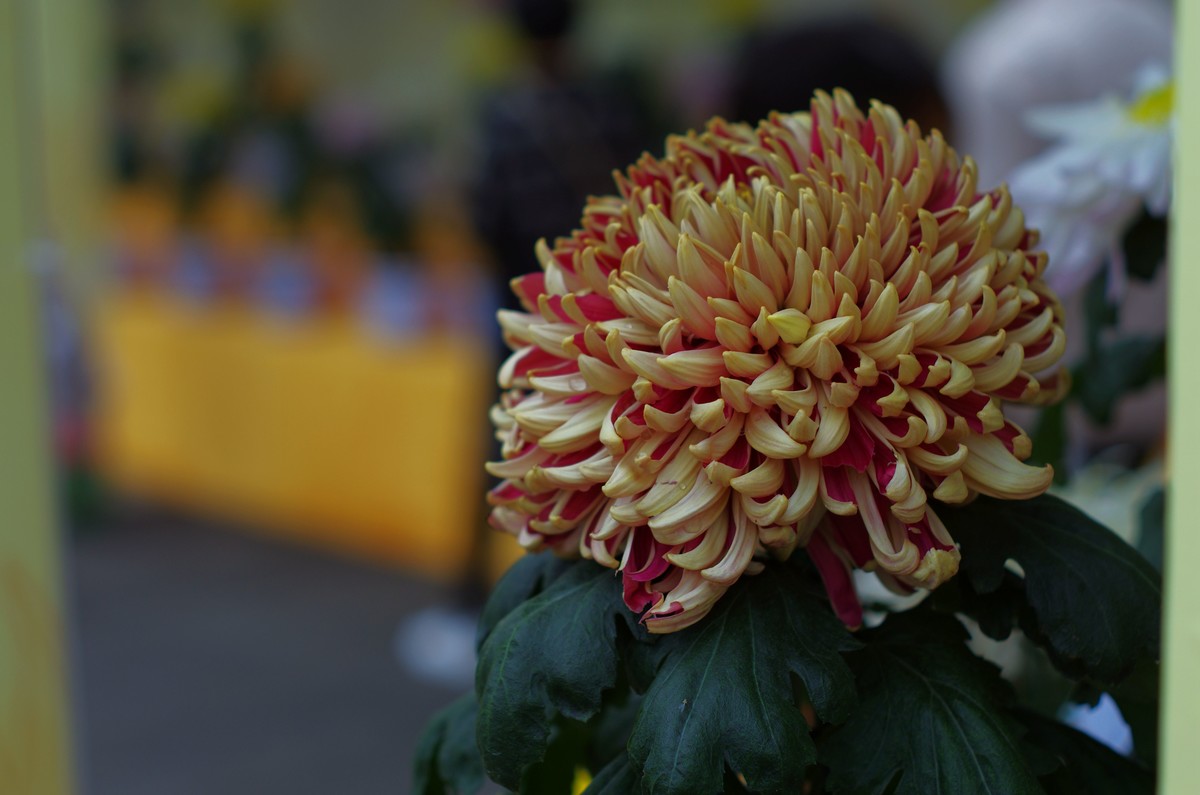 太苦玛标头拍菊展