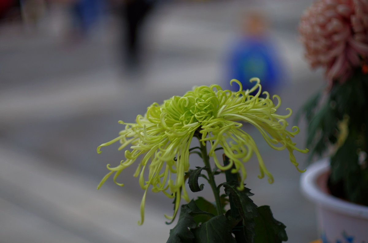 太苦玛标头拍菊展