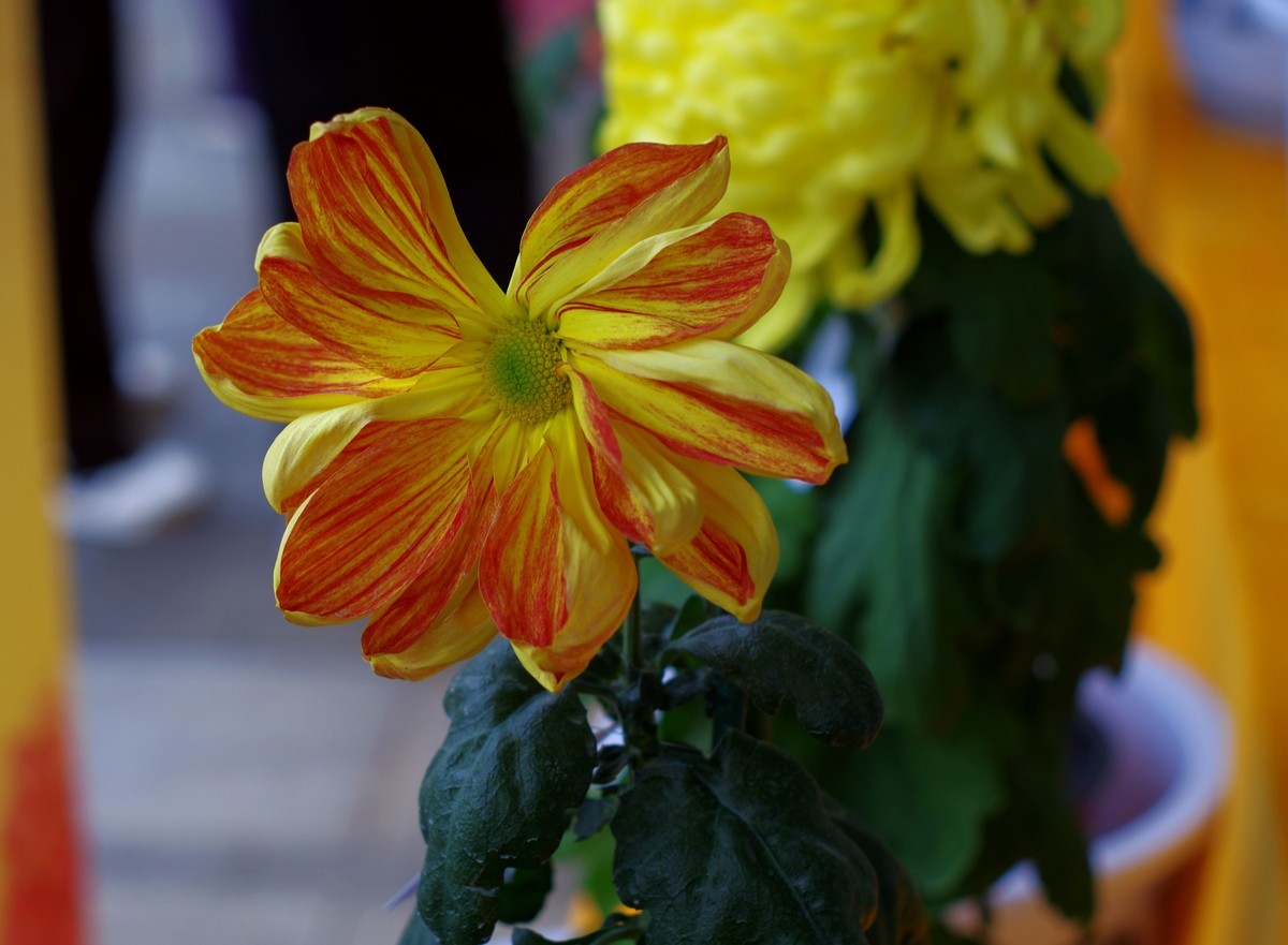 太苦玛标头拍菊展