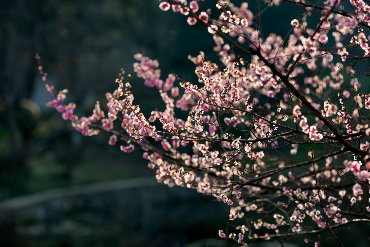 浮光掠影有暗香