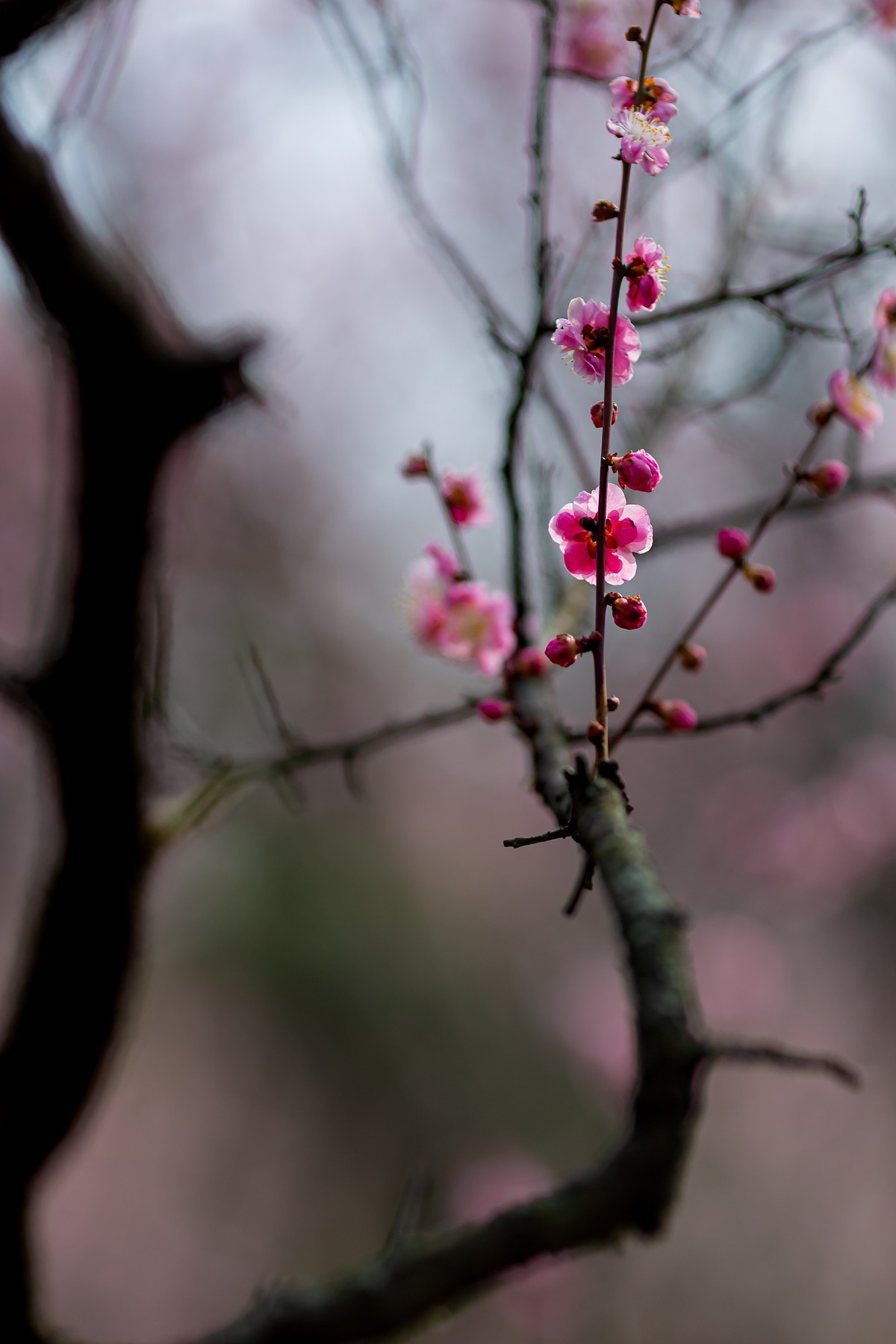 浮光掠影有暗香