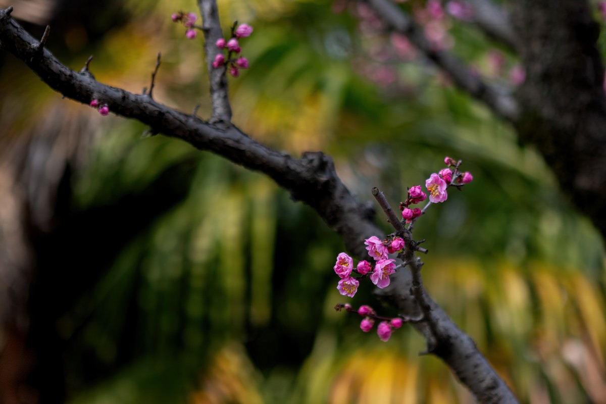 浮光掠影有暗香