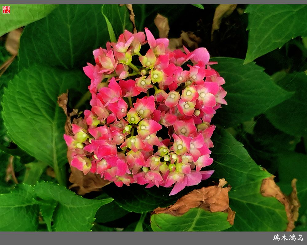 多姿多彩的绣球花