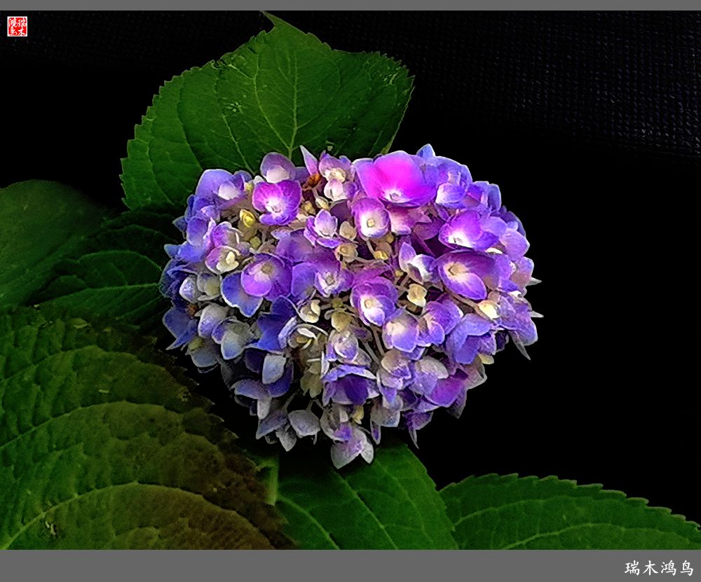 多姿多彩的绣球花