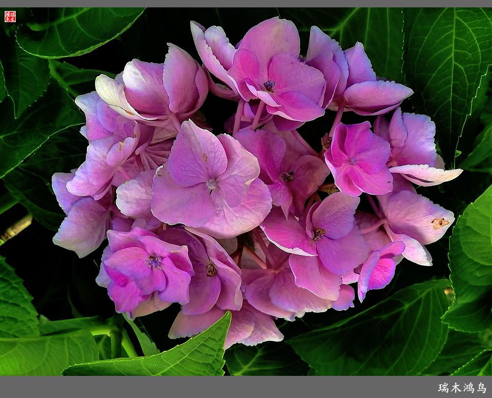 多姿多彩的绣球花