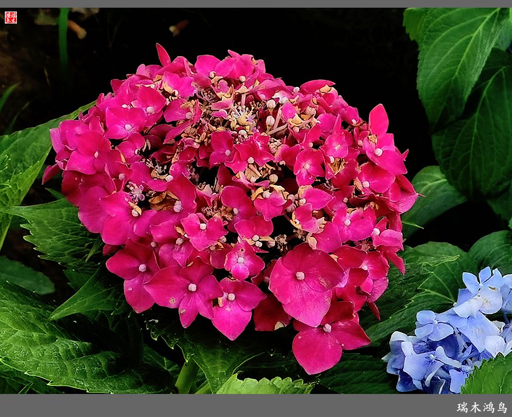 多姿多彩的绣球花