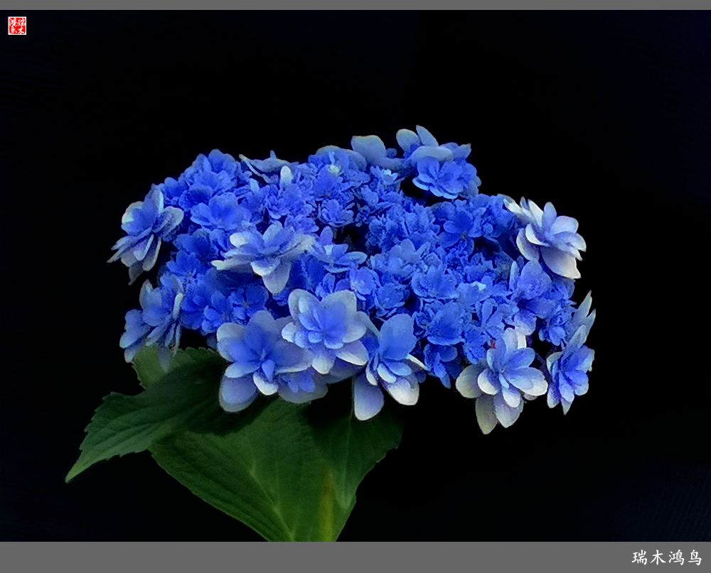 多姿多彩的绣球花