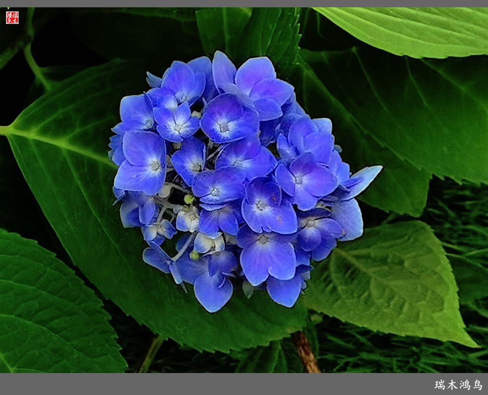 多姿多彩的绣球花