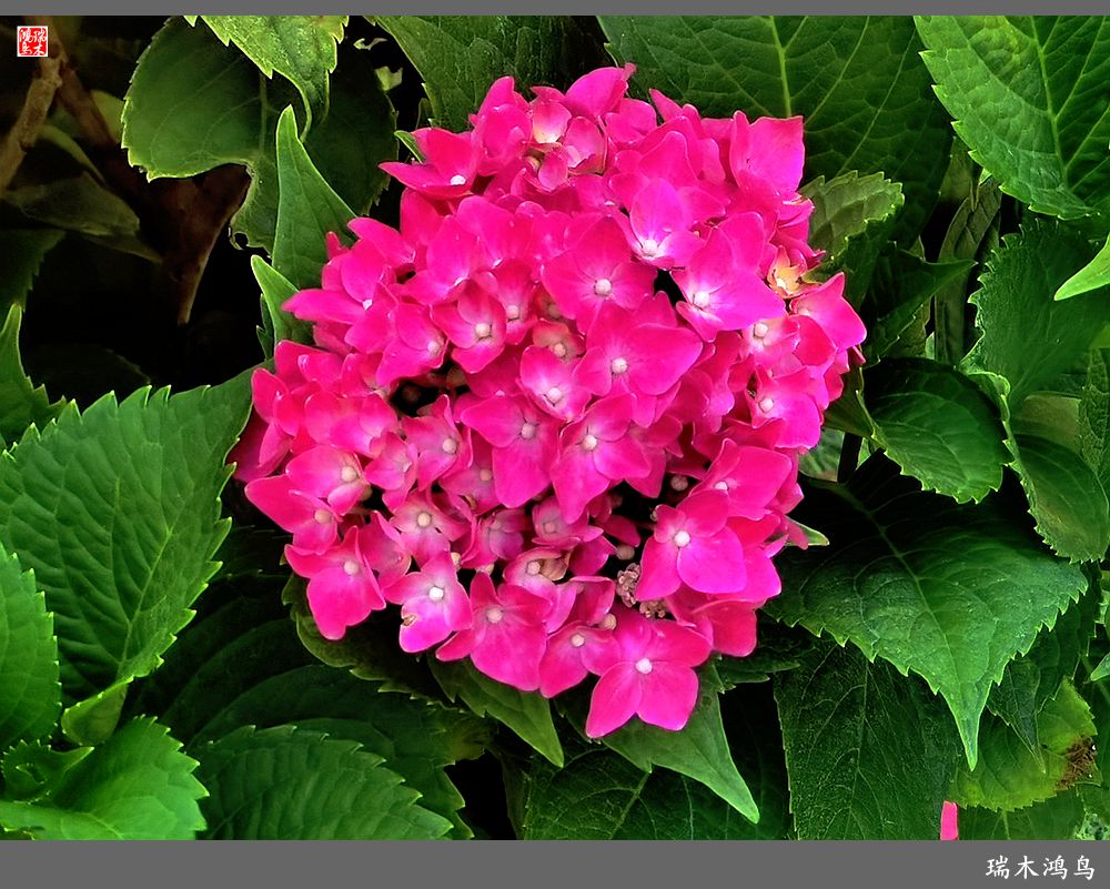 多姿多彩的绣球花