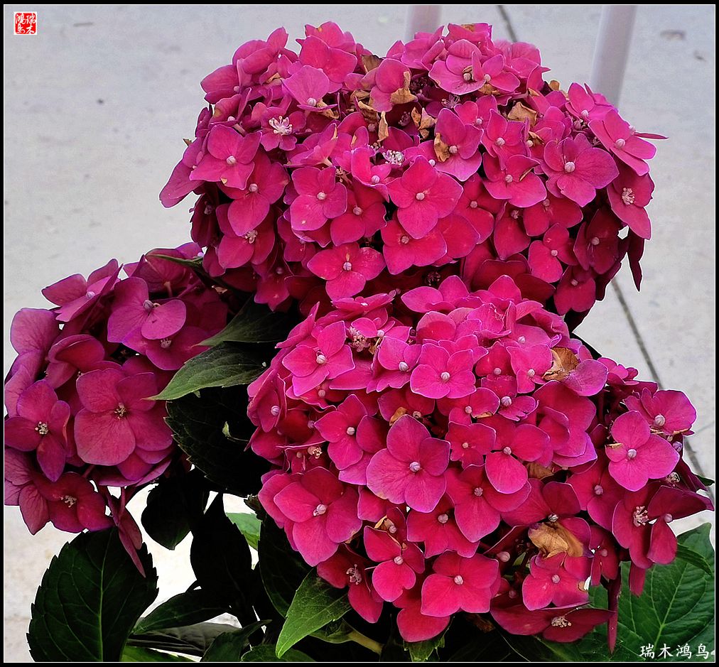 多姿多彩的绣球花