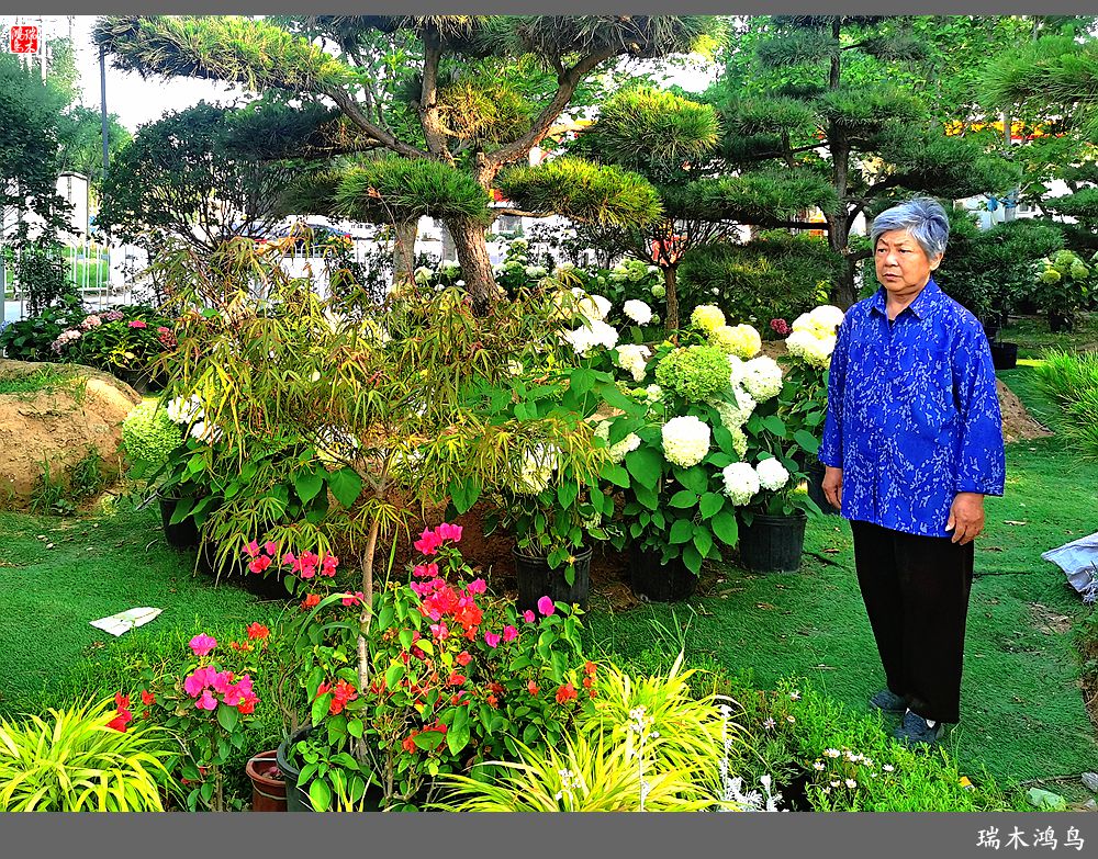 多姿多彩的绣球花