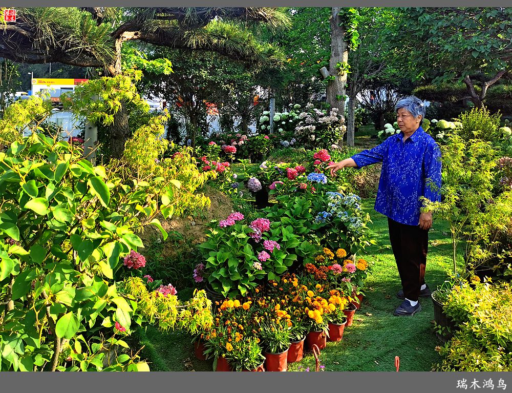 多姿多彩的绣球花