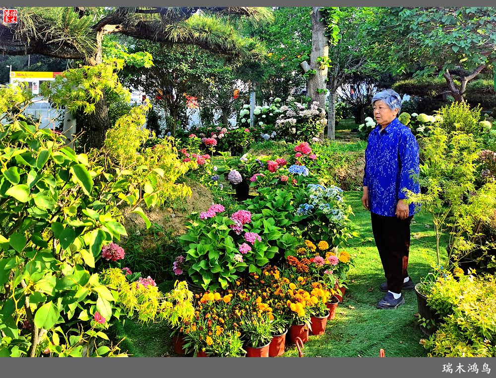 多姿多彩的绣球花