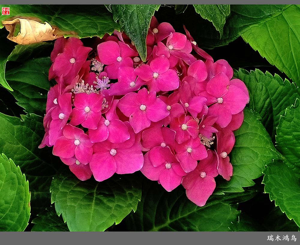 多姿多彩的绣球花