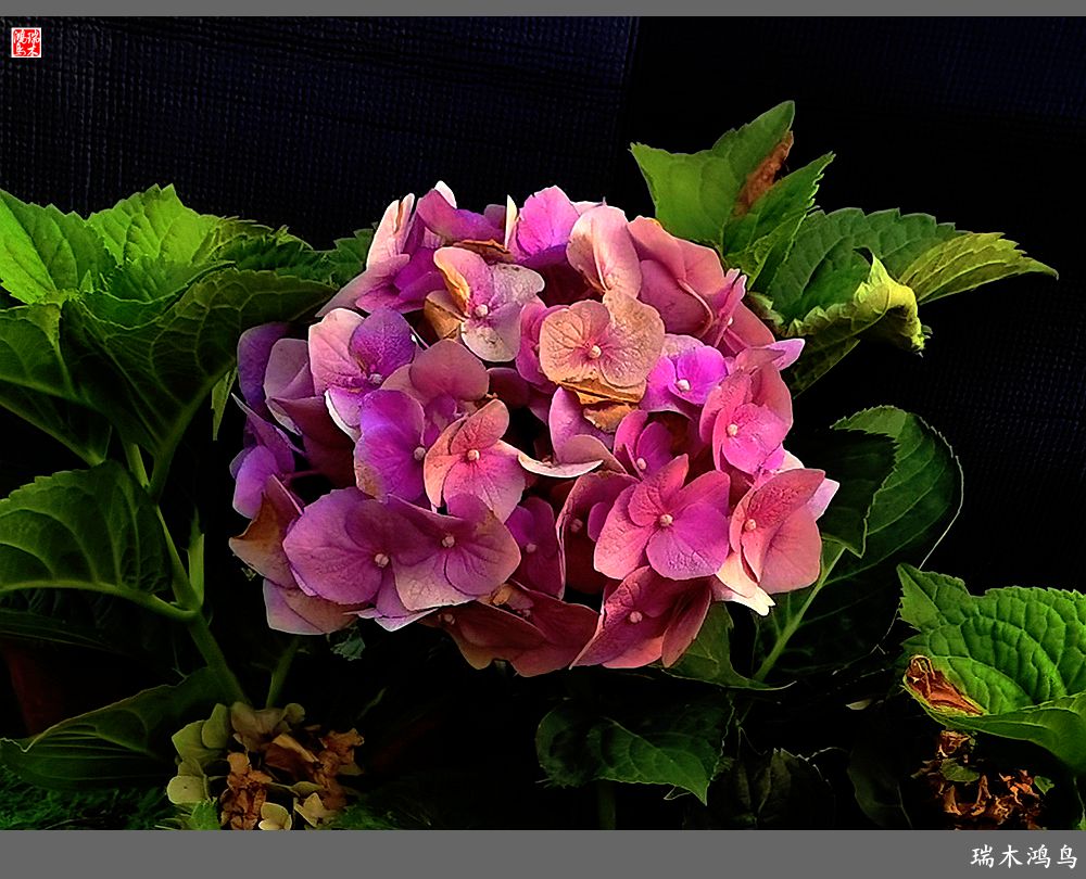 多姿多彩的绣球花