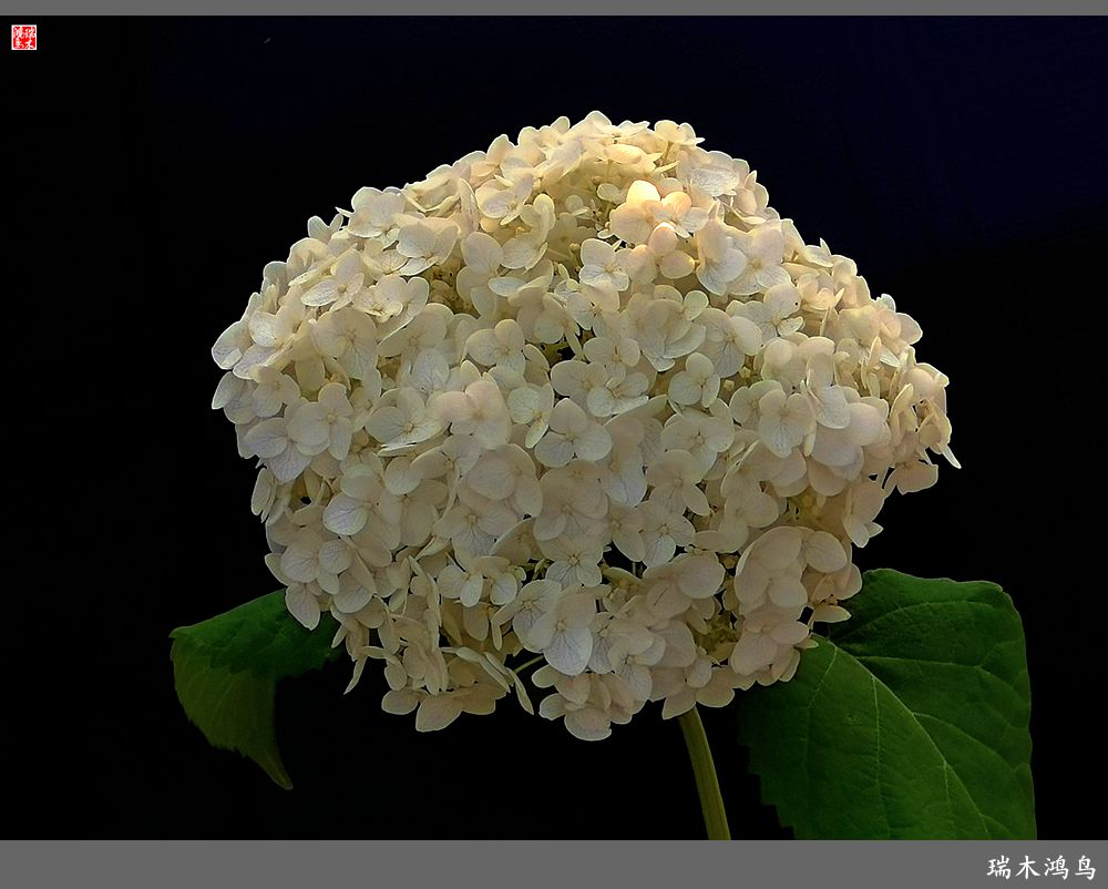 多姿多彩的绣球花