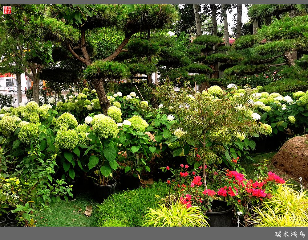 多姿多彩的绣球花