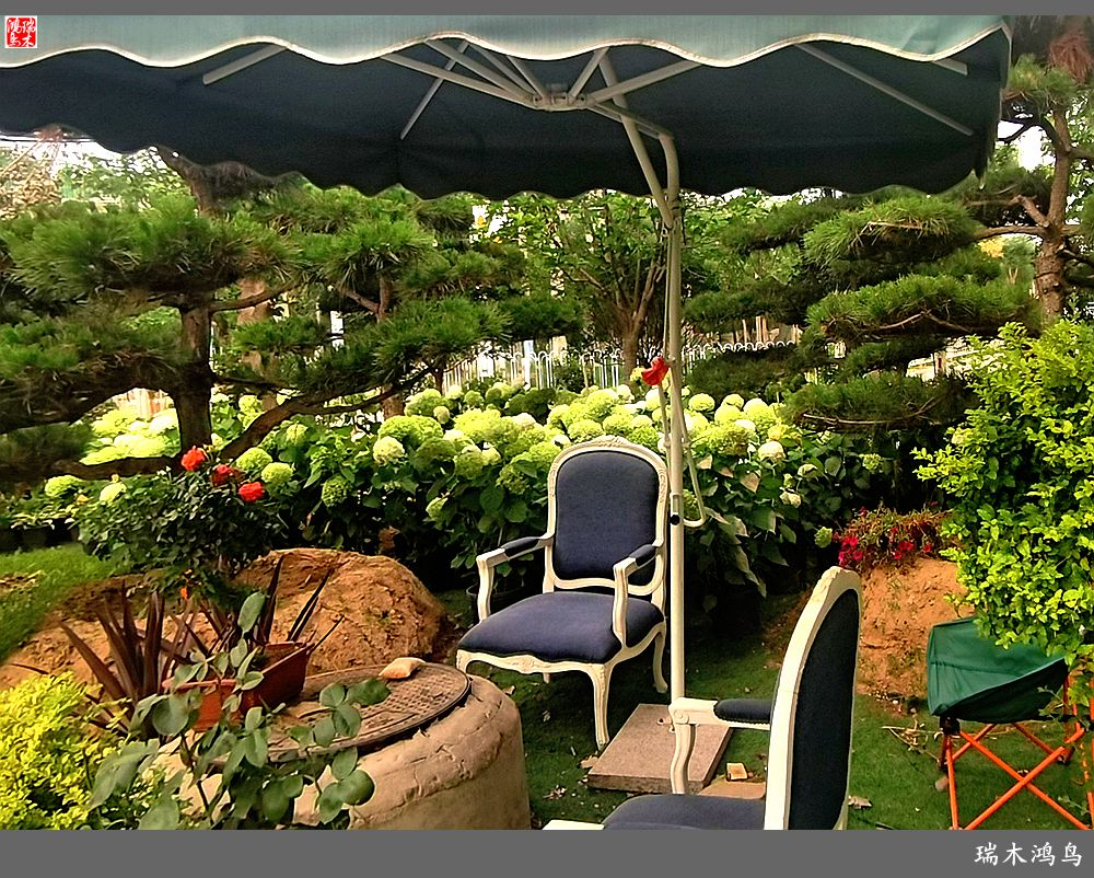 多姿多彩的绣球花