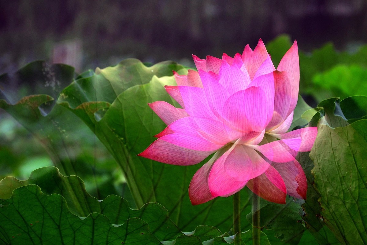 为荷而拍/多曝习摄