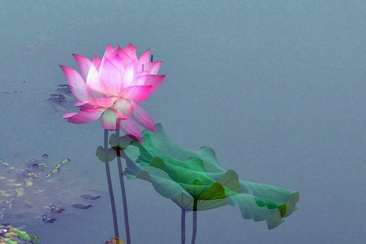 为荷而拍/多曝习摄