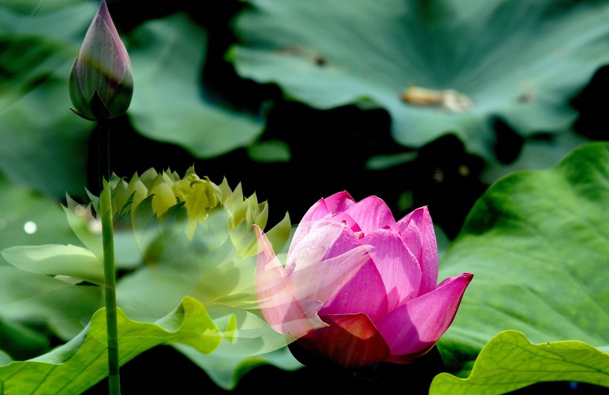 为荷而拍/多曝习摄