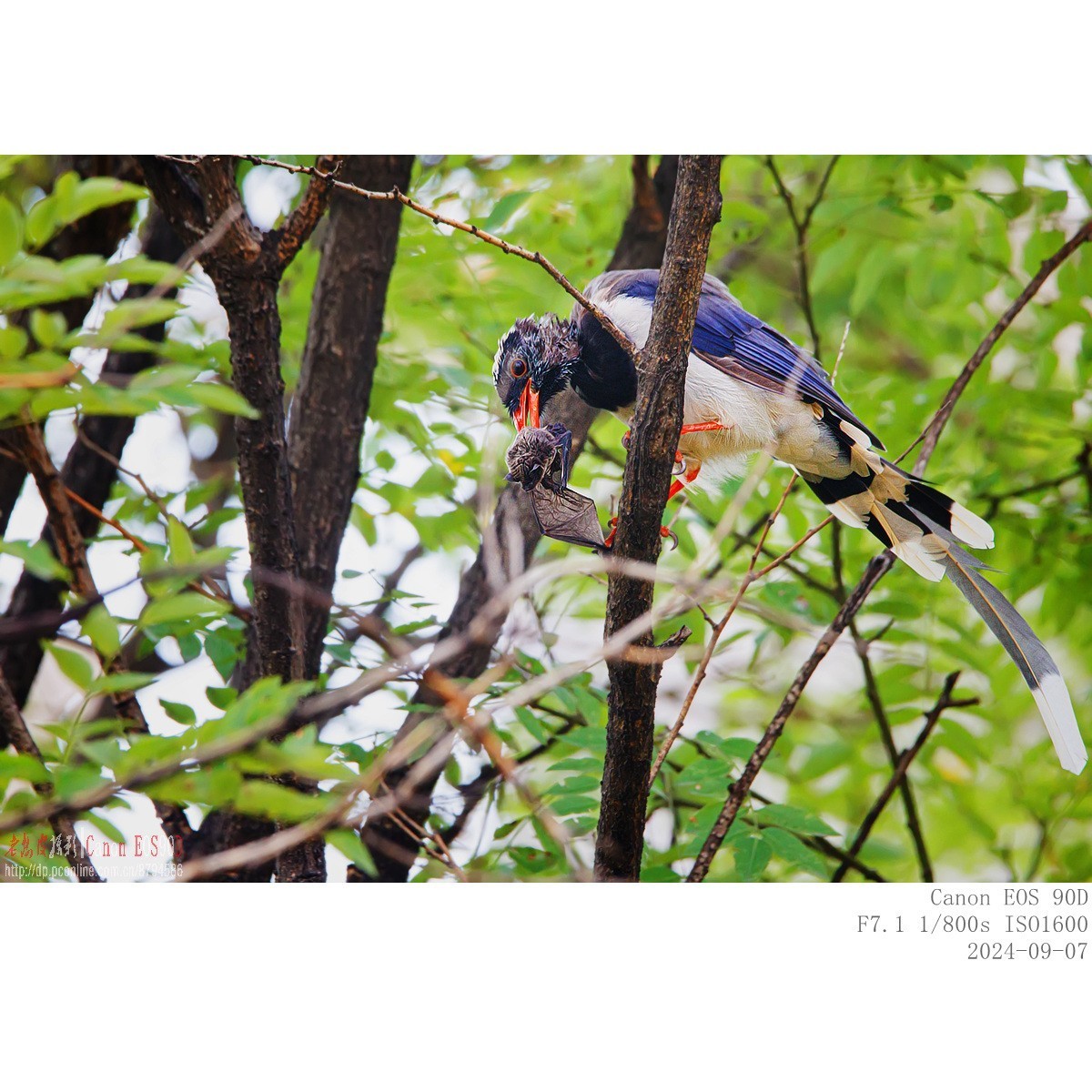 抓食蝙蝠的红嘴蓝鹊