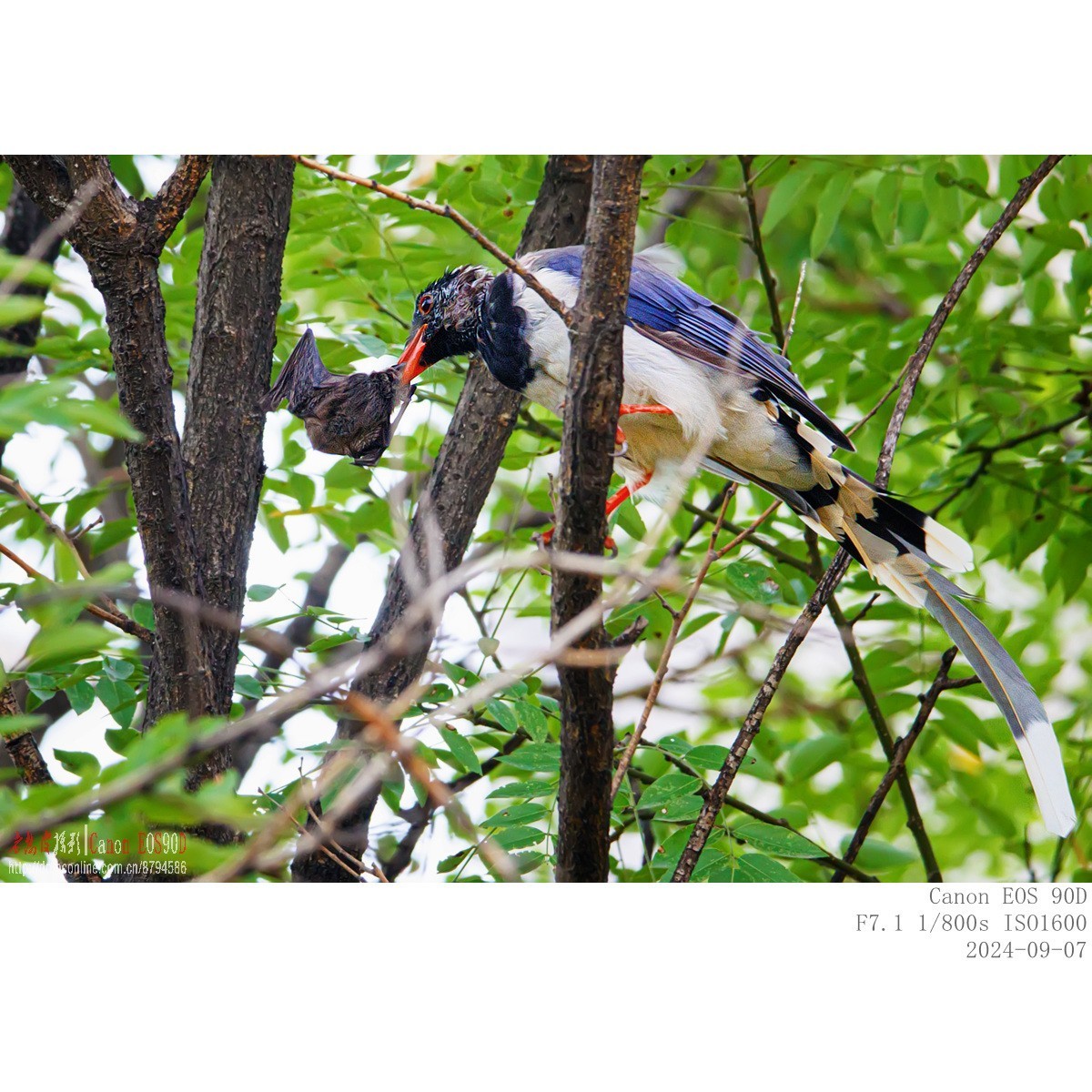 抓食蝙蝠的红嘴蓝鹊
