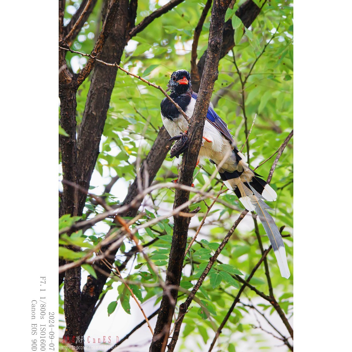 抓食蝙蝠的红嘴蓝鹊