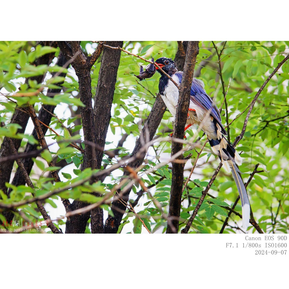 抓食蝙蝠的红嘴蓝鹊